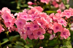 Phlox paniculata ´Ditoran´